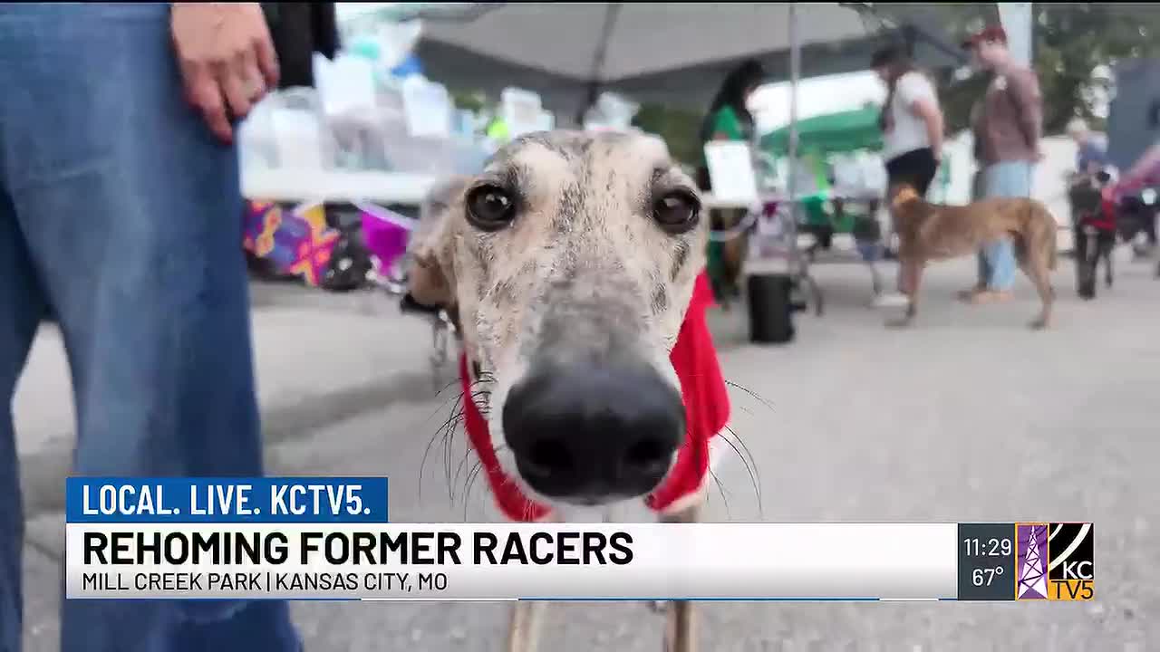 Greyhound Adoption Initiative Highlights Gentle Nature of Retired Racers