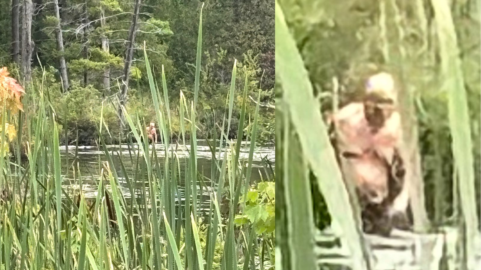 Mysterious Figure in Upstate New York Marsh Sparks Bigfoot or Human Debate
