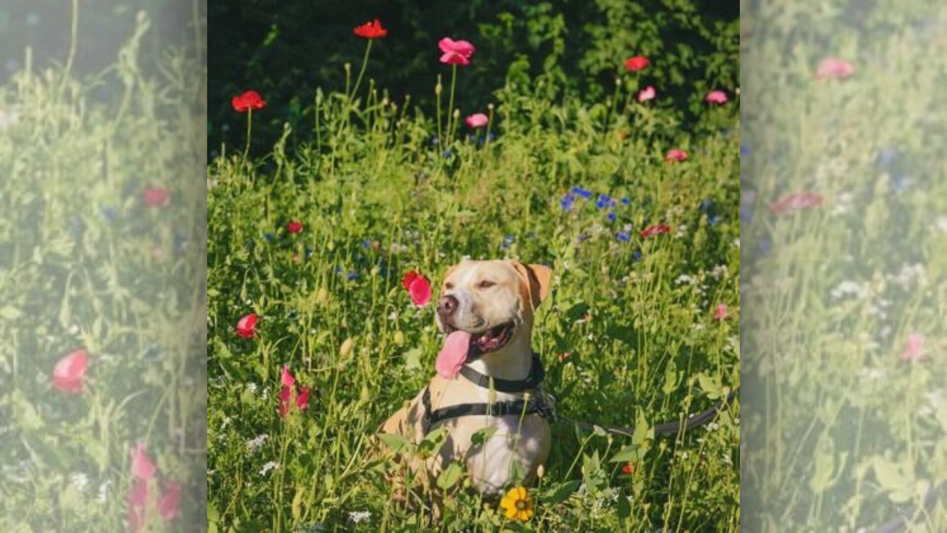 Great Plains SPCA Launches 2026 Best In Show Pet Photo Contest