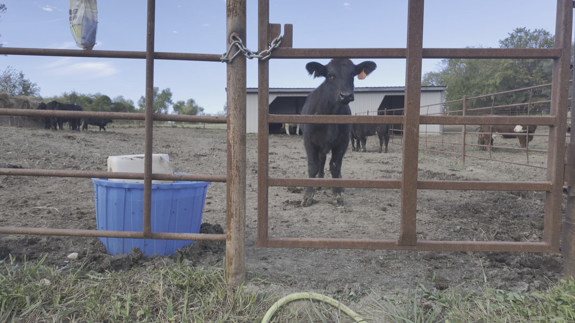 Dozens of cows recover after semi-truck crash in Kansas City