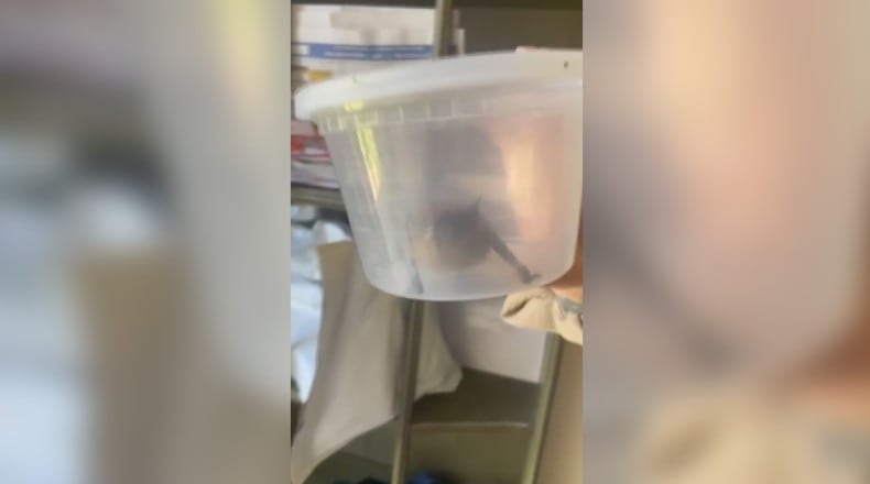 Kansas City Sees Spike in Rabid Bat Cases, Prompting Public Health Warnings