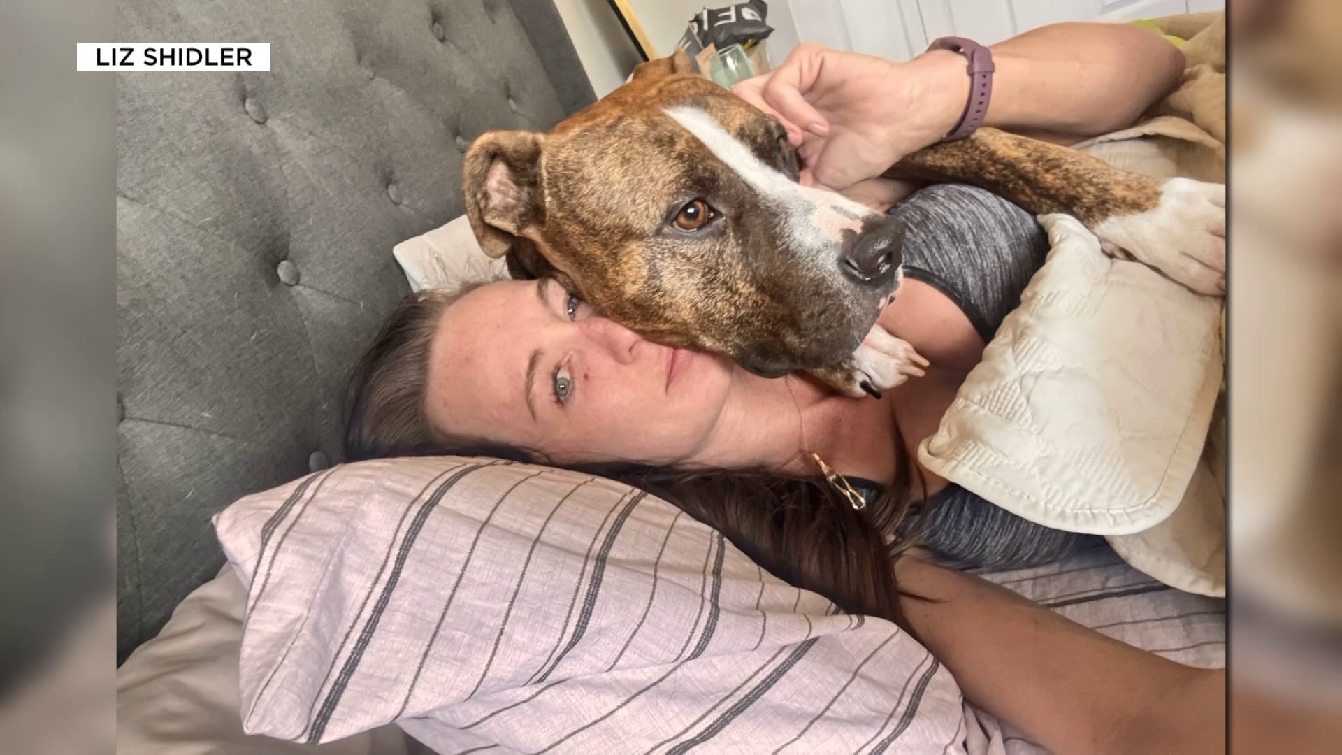 Arizona Foster Dog Attack Leaves Woman With Severe Injuries