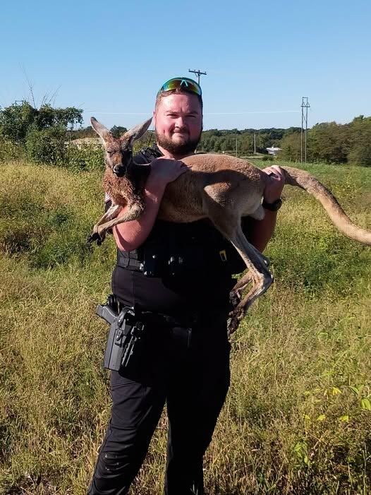 Kangaroo escapes from Missouri fairgrounds
