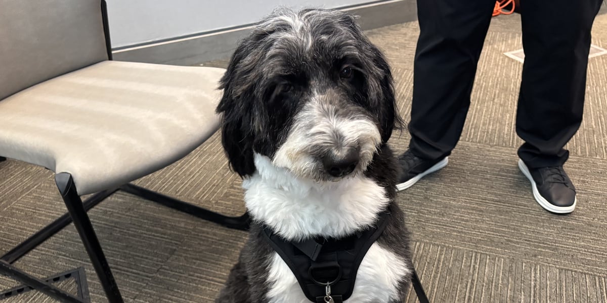 Meet Gracie, KCPD’s newest four-legged team member