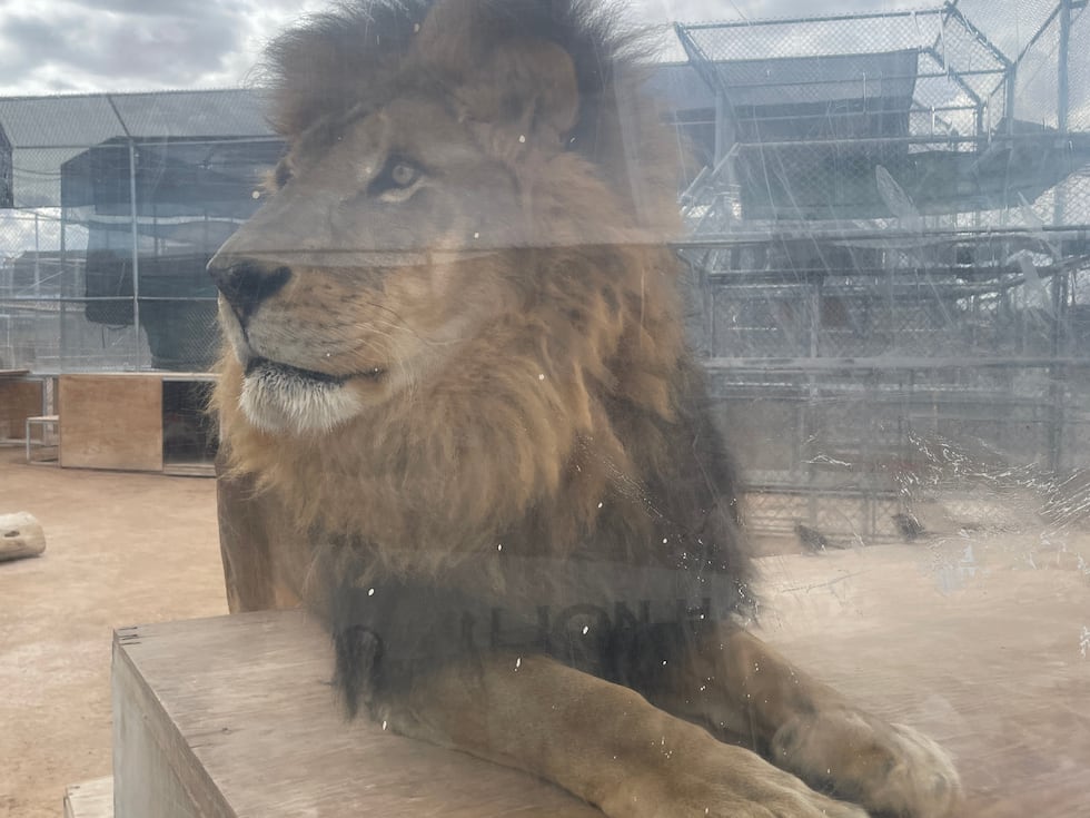The Lion Habitat Ranch opened in 1989 and acted as the home for the lions who were featured in...