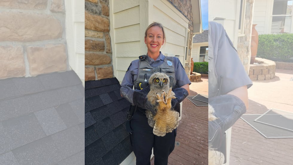 Animal Control officers in Overland Park attempt to renest a stubborn juvenile owl on April...