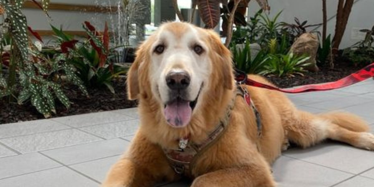 New ’Furever Tree' in Kansas City park honors beloved pets this holiday season New ’Furever Tree' in Kansas City park honors beloved pets this holiday season