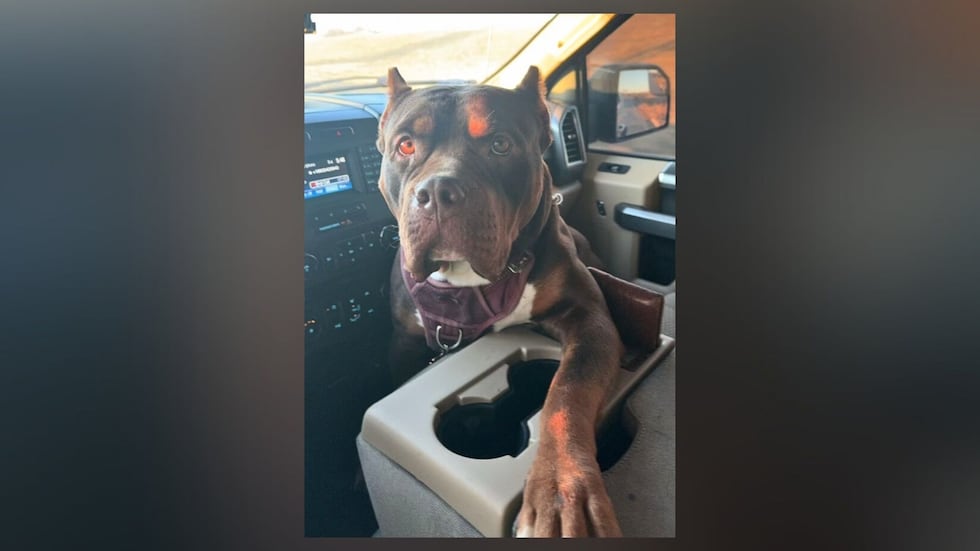 Layton Sprouse and Lauryn Webb said Dior, an American bully breed, was known to get out of the...