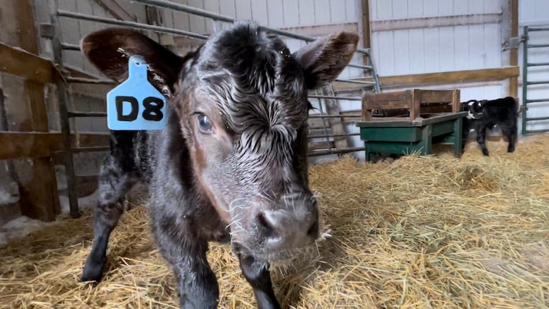 Early Calving