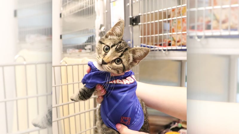 Pets available for adoption from KC Pet Project are pictured on June 12, 2026, as the shelter...