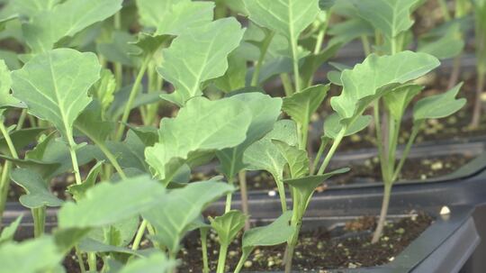 Kansas City Community Gardens has been serving the metro since 1979, officially 501c3 in 1985.