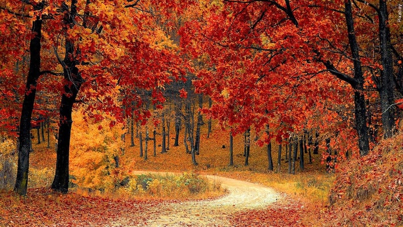 Here’s a list of KC’s fall festivals where you can find all kinds of family-friendly...