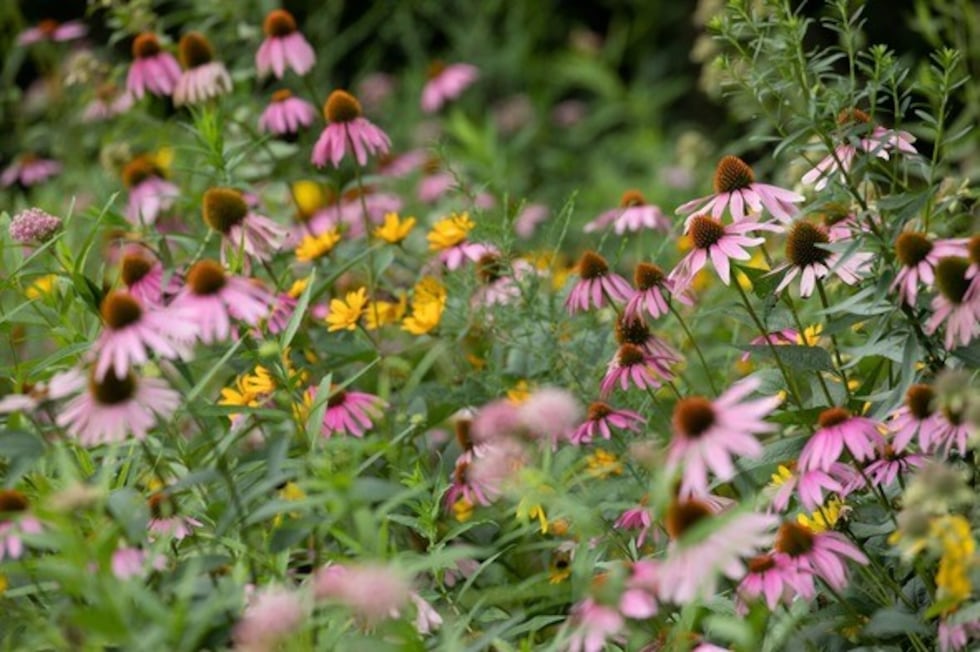 Purple coneflowers, like those photographed above, are native plants to Missouri. MDC is...