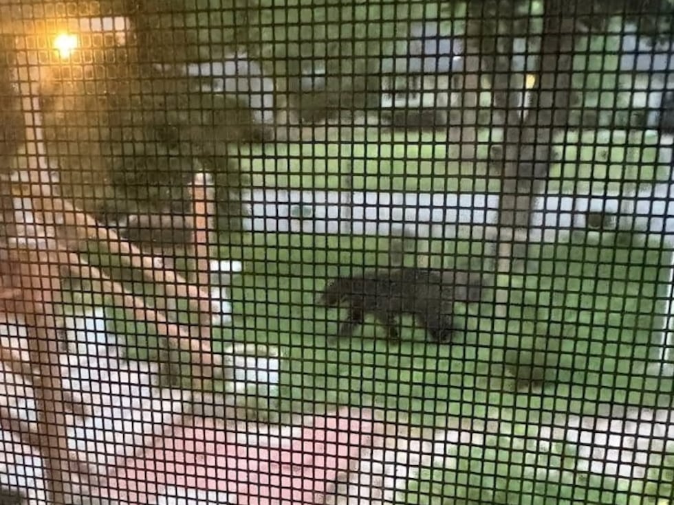 The City of Grandview provided a picture of a black bear roaming through town on May 13, 2025.