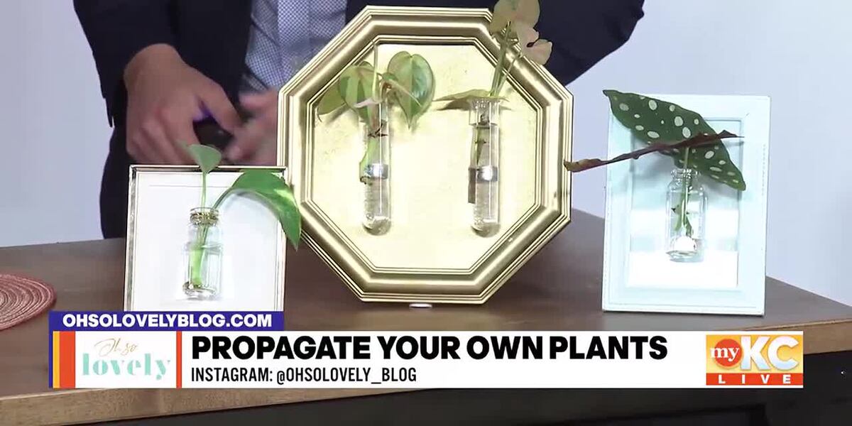 Propagate Learning Learn How to Propagate Plants with Oh So Lovely Blog