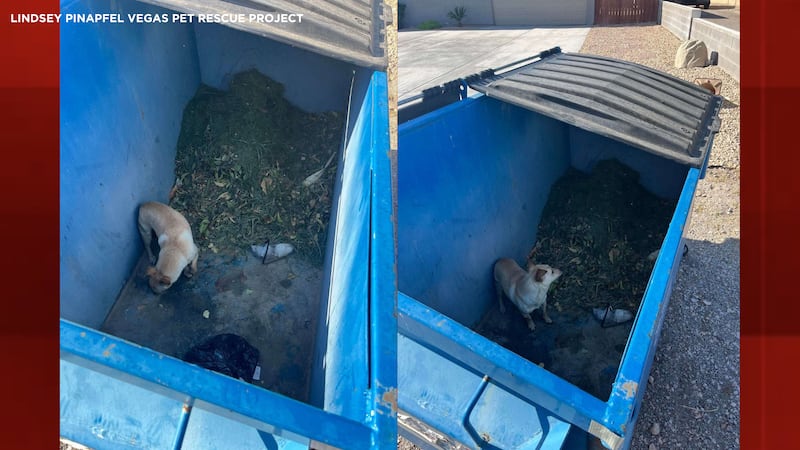 Dog thrown in Las Vegas dumpster.