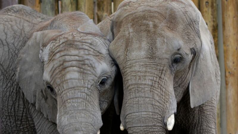 Christie, 37, and daughter, Zuri, 14, will the seven elephants already housed at the zoo.