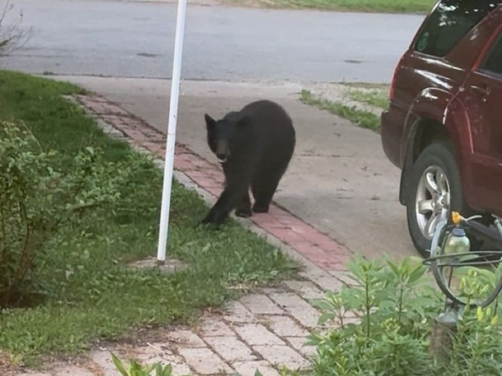 Homeowner startled to find bear in front yard