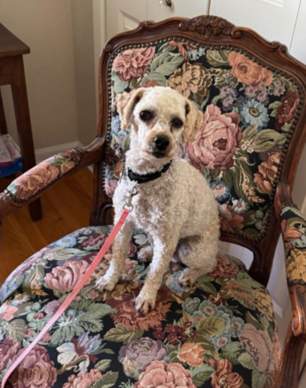 Cody, a miniature poodle, was last seen around 159th and Quivira.