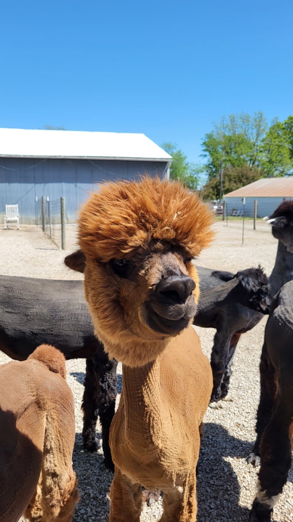 Destination Heartland: Yaya’s Alpaca Farm in Garden City