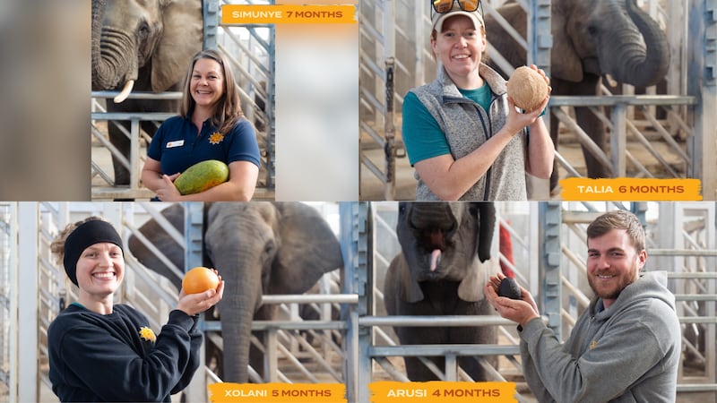 The Sedgwick County Zoo announced that four of its elephants are pregnant. Staff post...