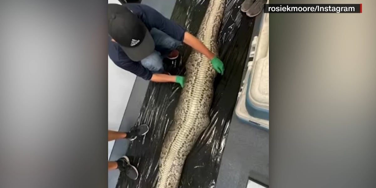 GRAPHIC: Scientists find 5-foot alligator inside dead python