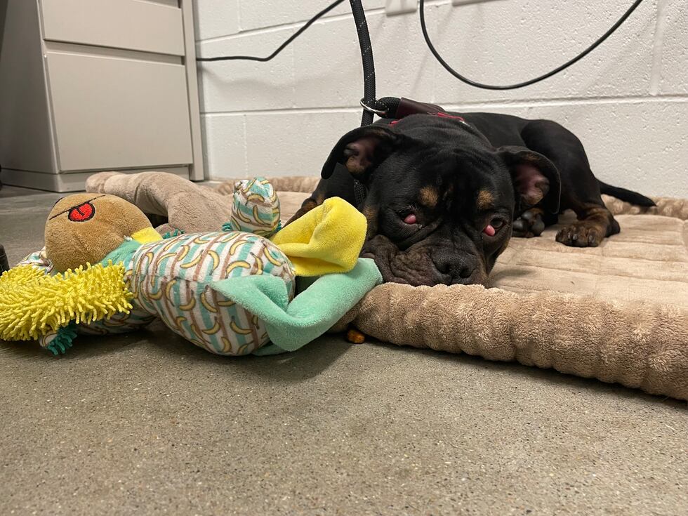 KC Pet Project says an abandoned dog left in a crate outside in Kansas City over the weekend...