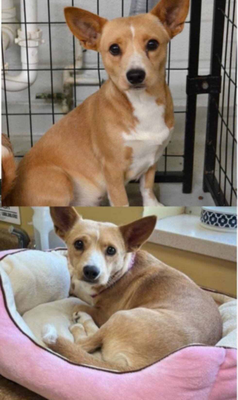 Valentine, a chihuahua/terrier mix was last seen at 4720 NE 67th St. in KCMO.