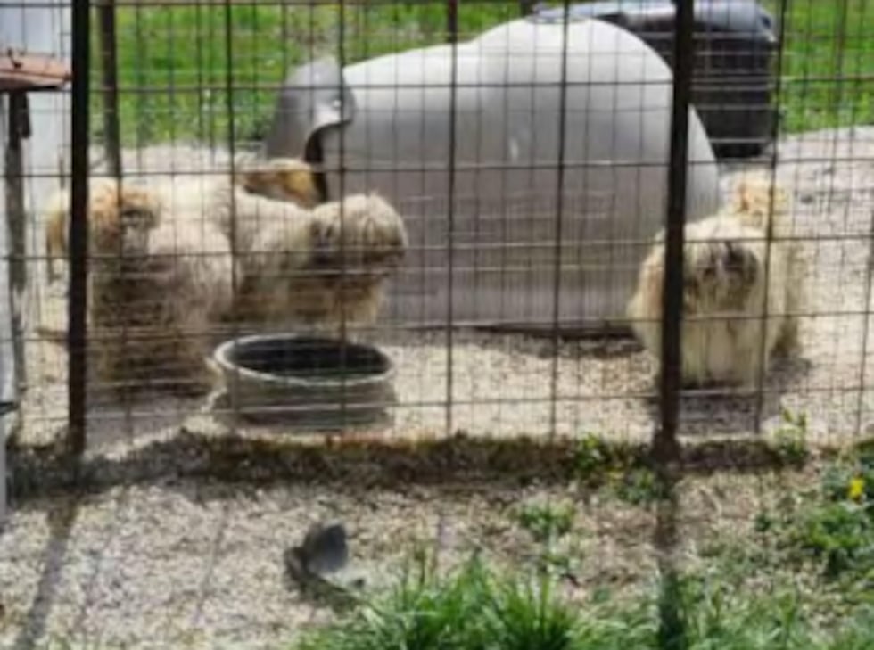 Dogs without shade at Monarch’s Kennel. Photo by U.S. Department of Agriculture, 2023.