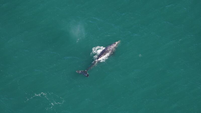 A gray whale was spotted off the coast of Nantucket, MA on March 1, 2024, according to New...