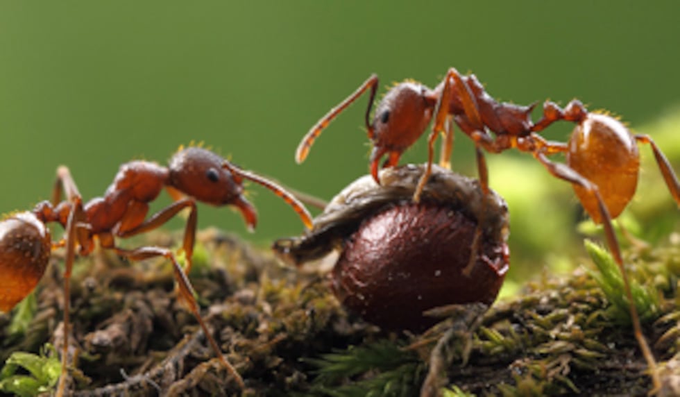 Officials are warning about the invasive Asian needle ant spreading throughout the U.S.