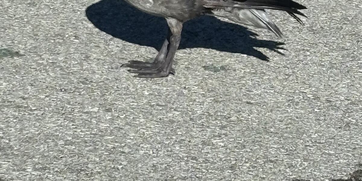 Geese Falling ‘Geese falling out of the sky’: Avian flu begins to infect birds in the ...