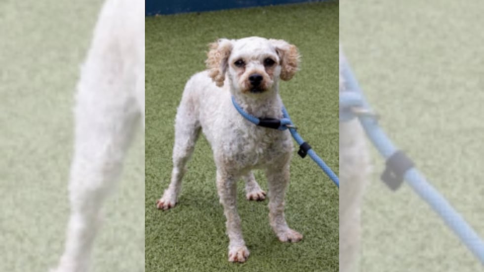 A $500 reward is offered for a missing dog from the Kansas City area on May 2, 2025.