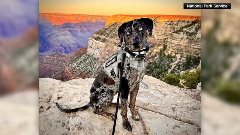 A cute pup is now on patrol at Grand Canyon National Park, and he has a pretty serious job to do.