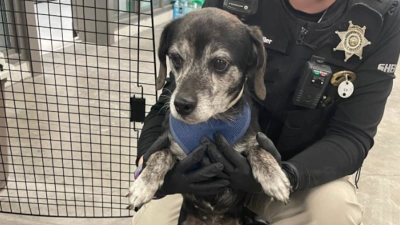 Dog found near Kansas Turnpike.