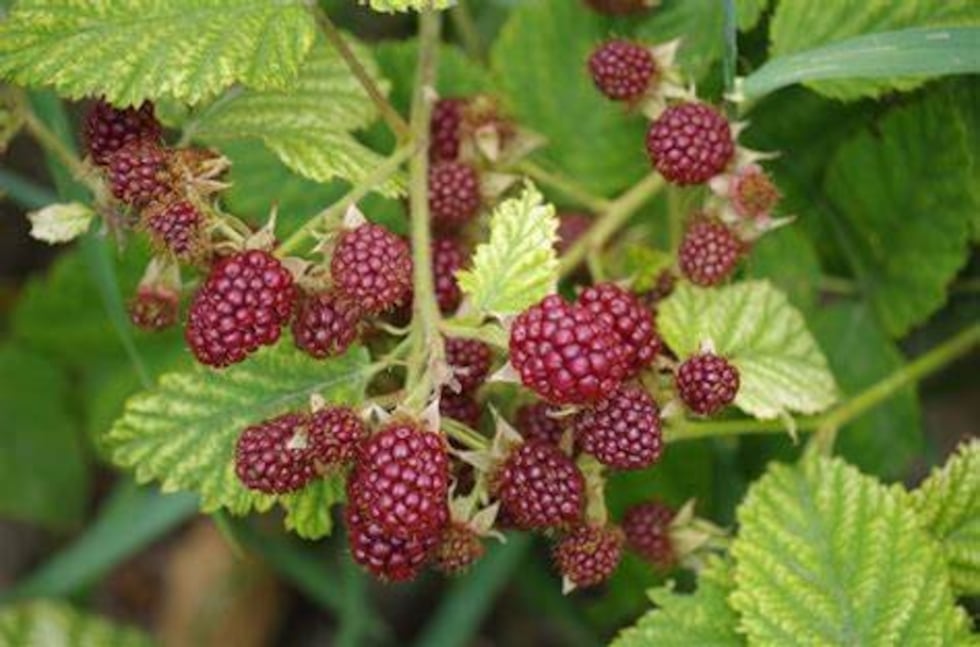 MDC will purchase red mulberry, pictured above, and wild plum at the Chillicothe office during...
