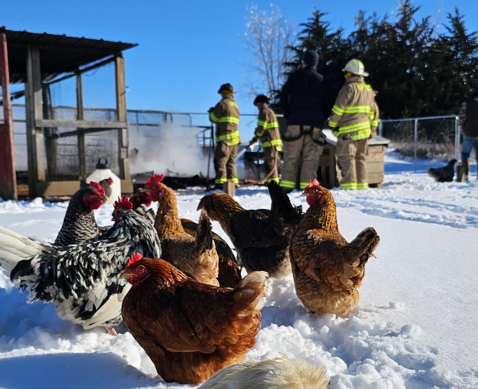 Eighteen chickens are safe after a fire destroyed their coop on Jan. 8, 2025.