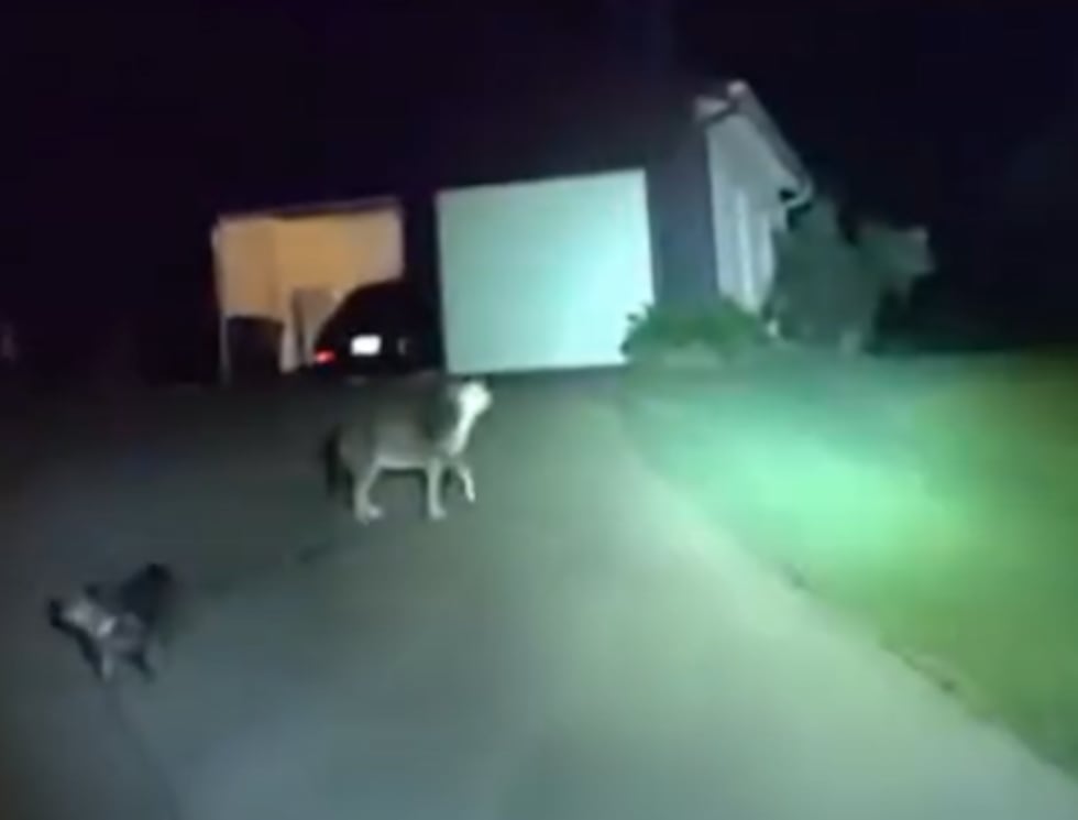 グッドガイ: 犬はリーウッド巡査を立ち往生している飼い主のところへ導きます グッドガイ: 犬はリーウッド巡査を立ち往生している飼い主のところへ導きます