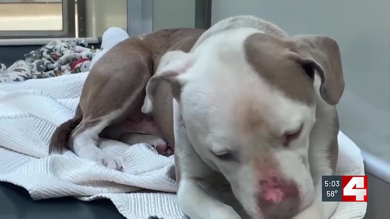 Parvo outbreak contained at St. Louis County animal shelter