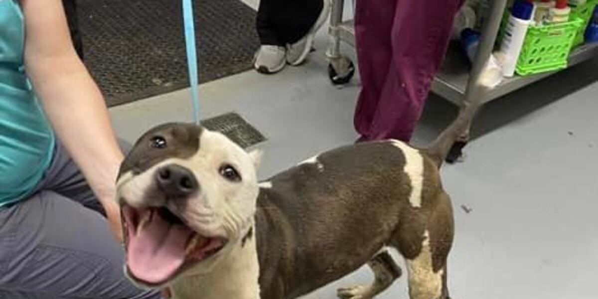 16 dogs rescued in KCK from ‘horrific conditions’