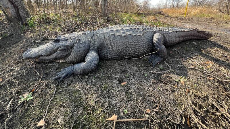 KCTV5 anchor Carolina Cruz and photojournalist Matt Kline went on a gator tour in the New...