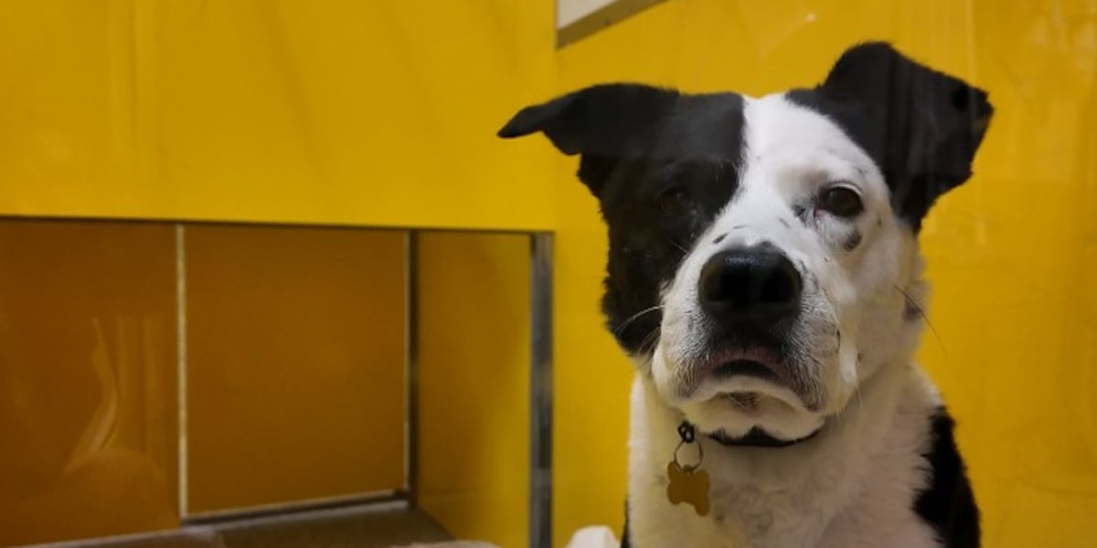 How to Keep four-legged family members safe during severe weather