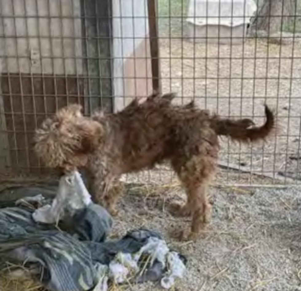 A dog at Ratepa Kennels in Missouri. Photo by USDA, 2023.