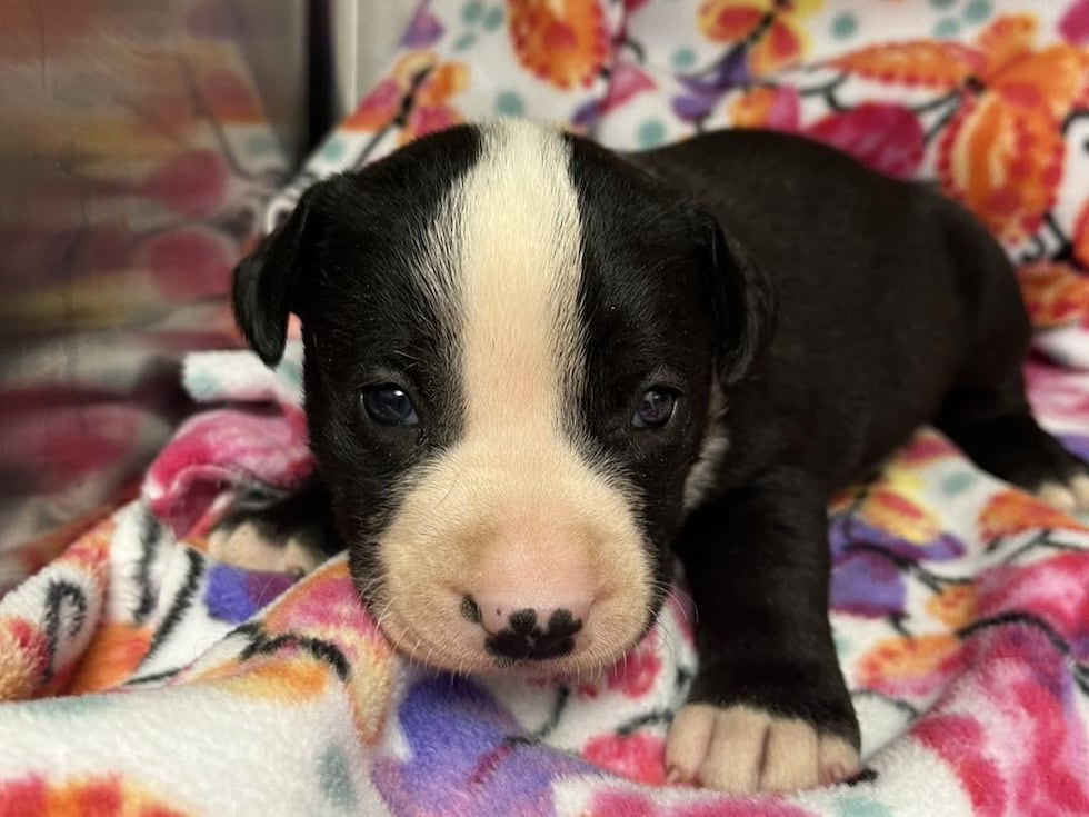 Puppies at the shelter receive care