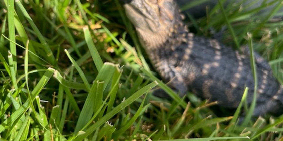 Missing Gator Missing gator from petting zoo was found safe after nearly two weeks