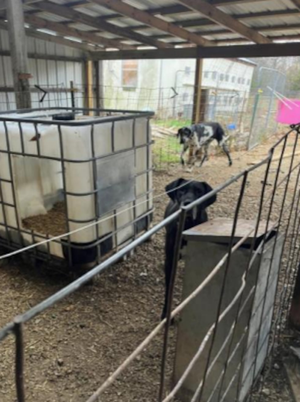 Dogs had inadequate enclosures at Janice Eminger’s kennel, C&J’s Happy Tails Kennel in...