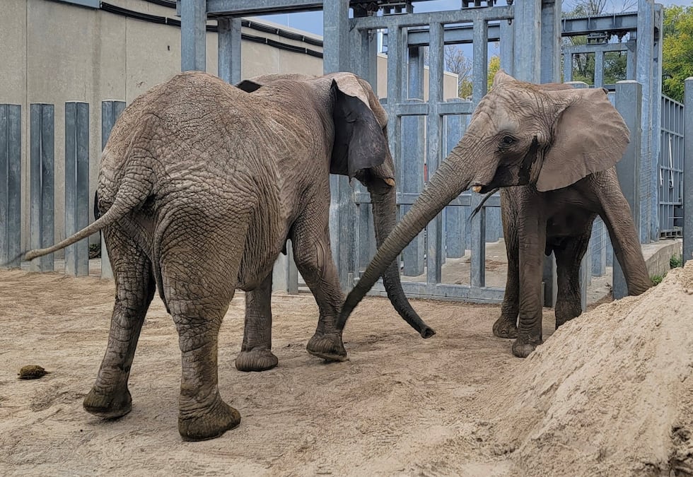 Christie, 37, and daughter, Zuri, 14, will the seven elephants already housed at the zoo.