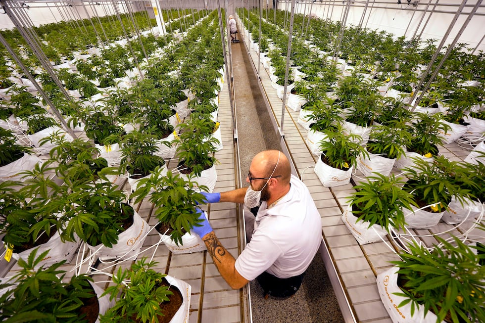 FILE - Jeremy Baldwin tags young cannabis plants at a marijuana farm operated by Greenlight,...