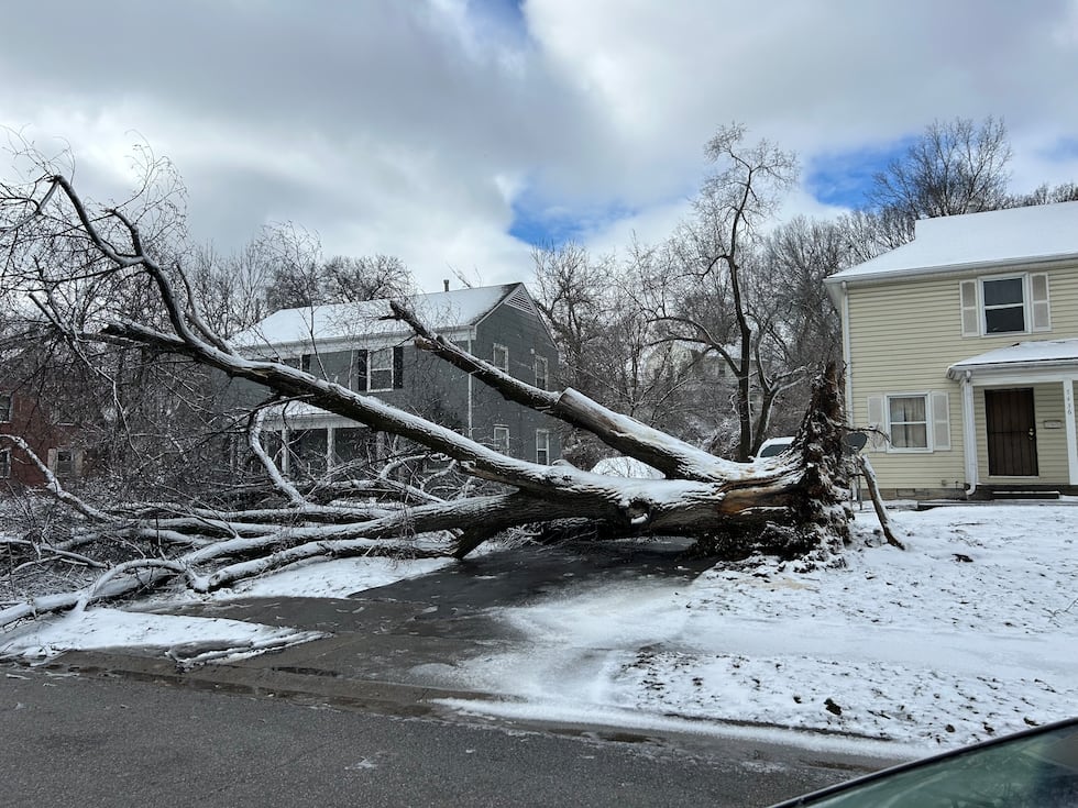 A tree uprooted on Arleta Blvd nearly missed a home by inches.