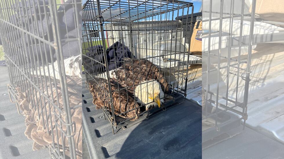 An injured eagle is found in Kansas over the weekend of May 3, 2025.